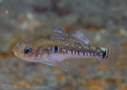 Two spot goby. North Wales. D200, 60mm. by Derek Haslam 